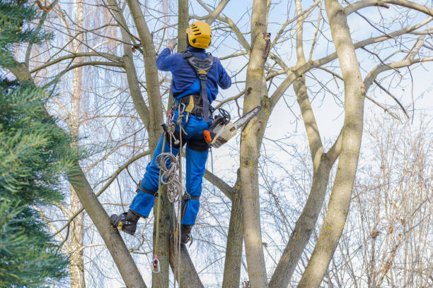 Best Lawn Maintenance Plans  in Smithers, WV